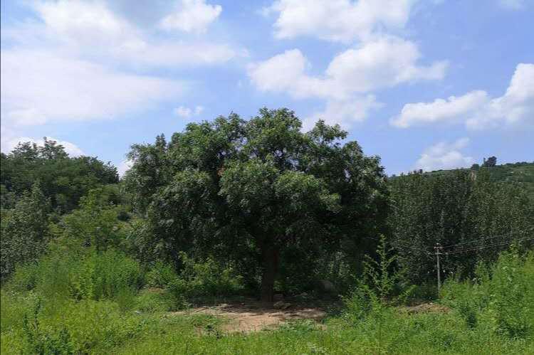 生态宜居家园风景,生态环境美丽家园