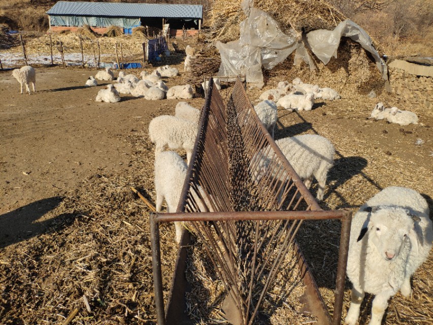 又到遛茬季节，羊吃玉米或者黄豆胀肚、中毒怎么办？兽医告诉你