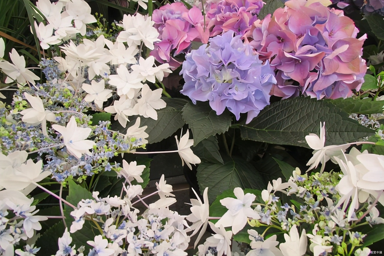 绣球花叶子发黄是怎么回事,绣球花施肥后生长停滞叶片发黄