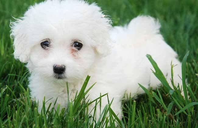 买比熊犬需要关注什么,购买比熊幼犬时怎么看泪痕