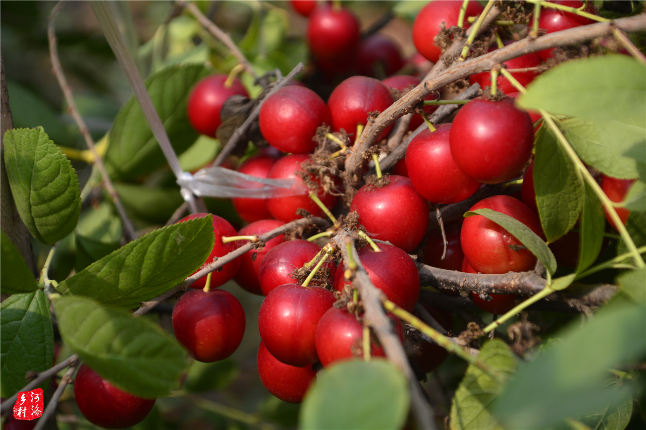 中国原产农村野果,中国野果骗局揭秘