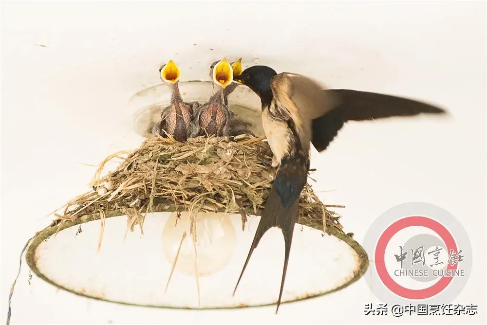 拒绝野味有哪些点,关于拒绝野味的小知识