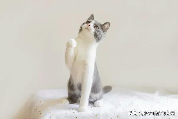 猫咪急救药品,猫咪急救用品一览表