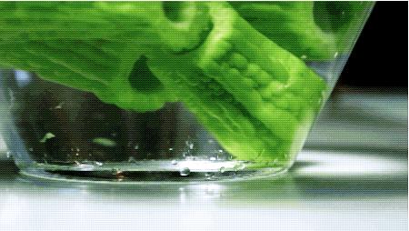 生吃苦瓜的作用与苦瓜功效,水果苦瓜吃到对人有什么好处吗