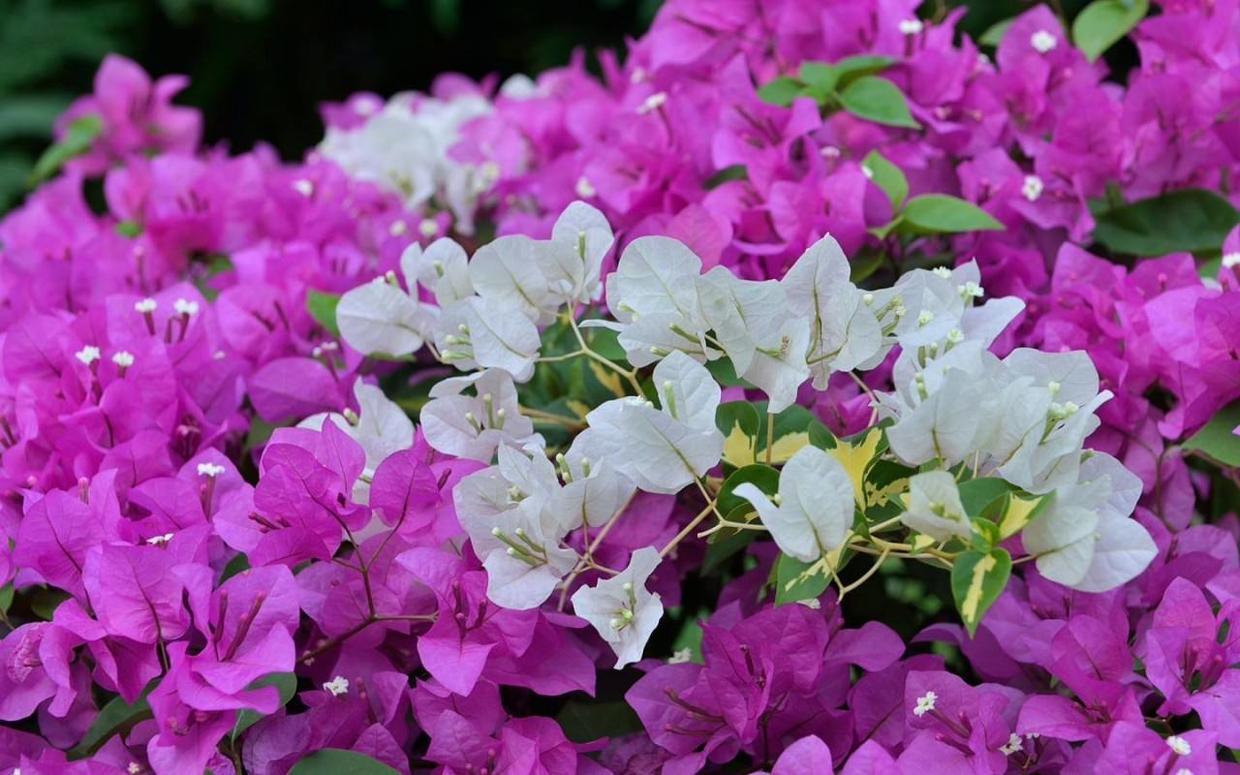 三角梅入冬后关注什么,三角梅花叶都冻伤了怎么办