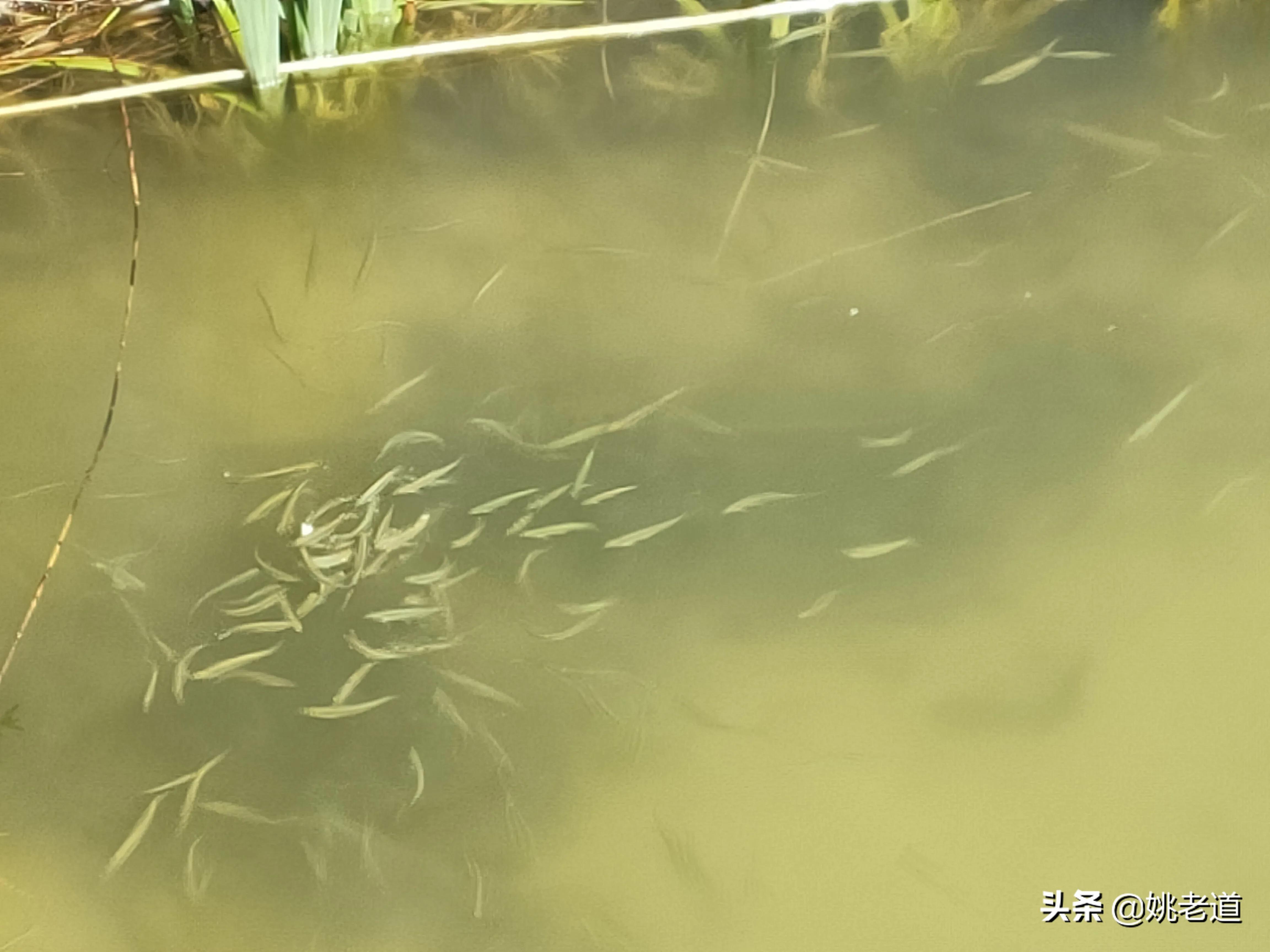 用蚯蚓钓了一辈子鱼，老人感叹：现在钓鱼技术太先进了，难怪禁钓