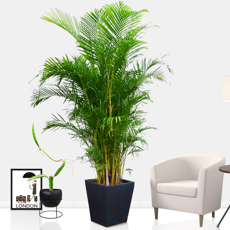 散尾葵怎么养才是正确的,网红散尾葵没有光照