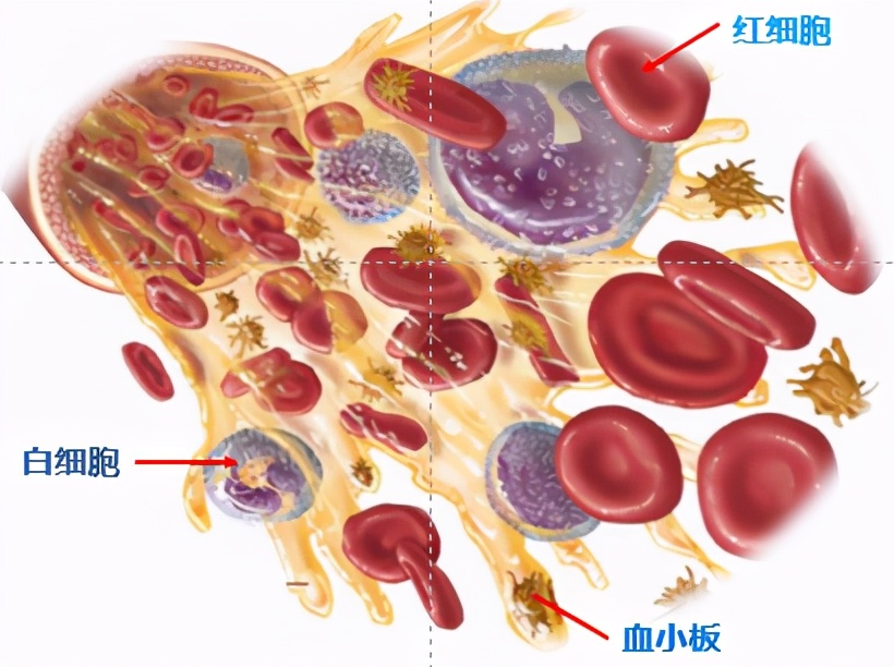 如何做升白治疗,升白方法