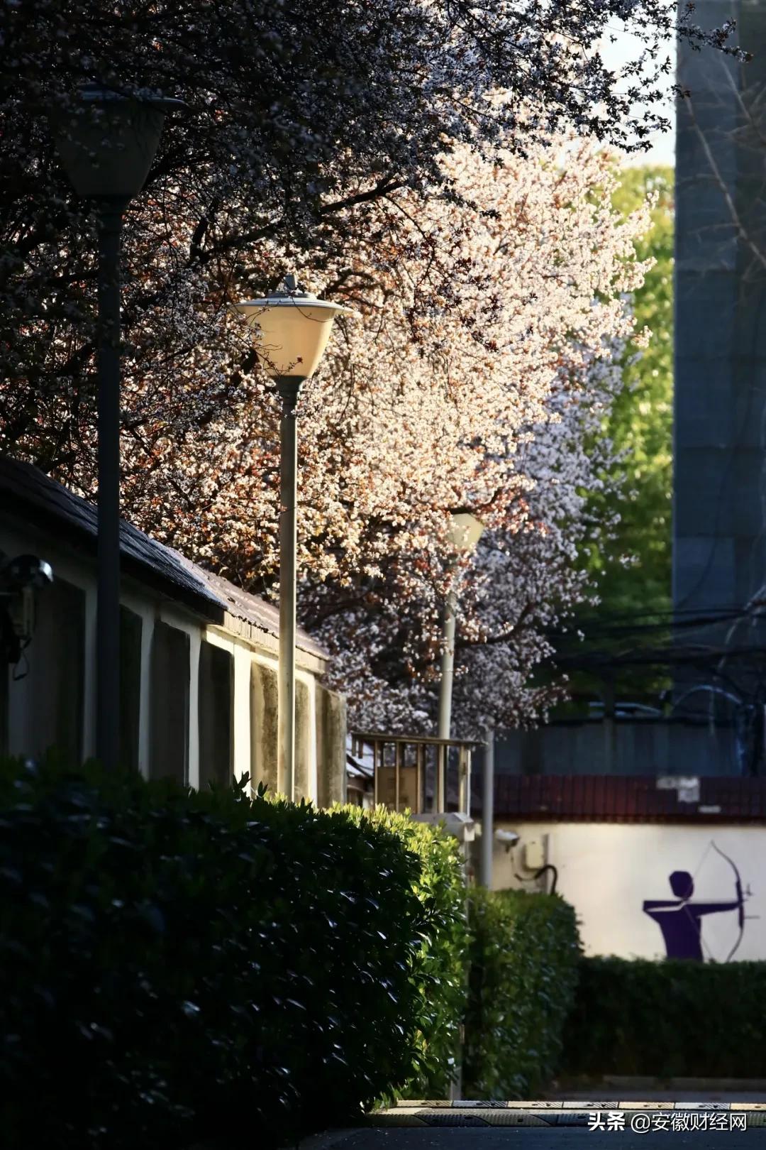 花都开好了现场完整版,花都开好了合唱合拍
