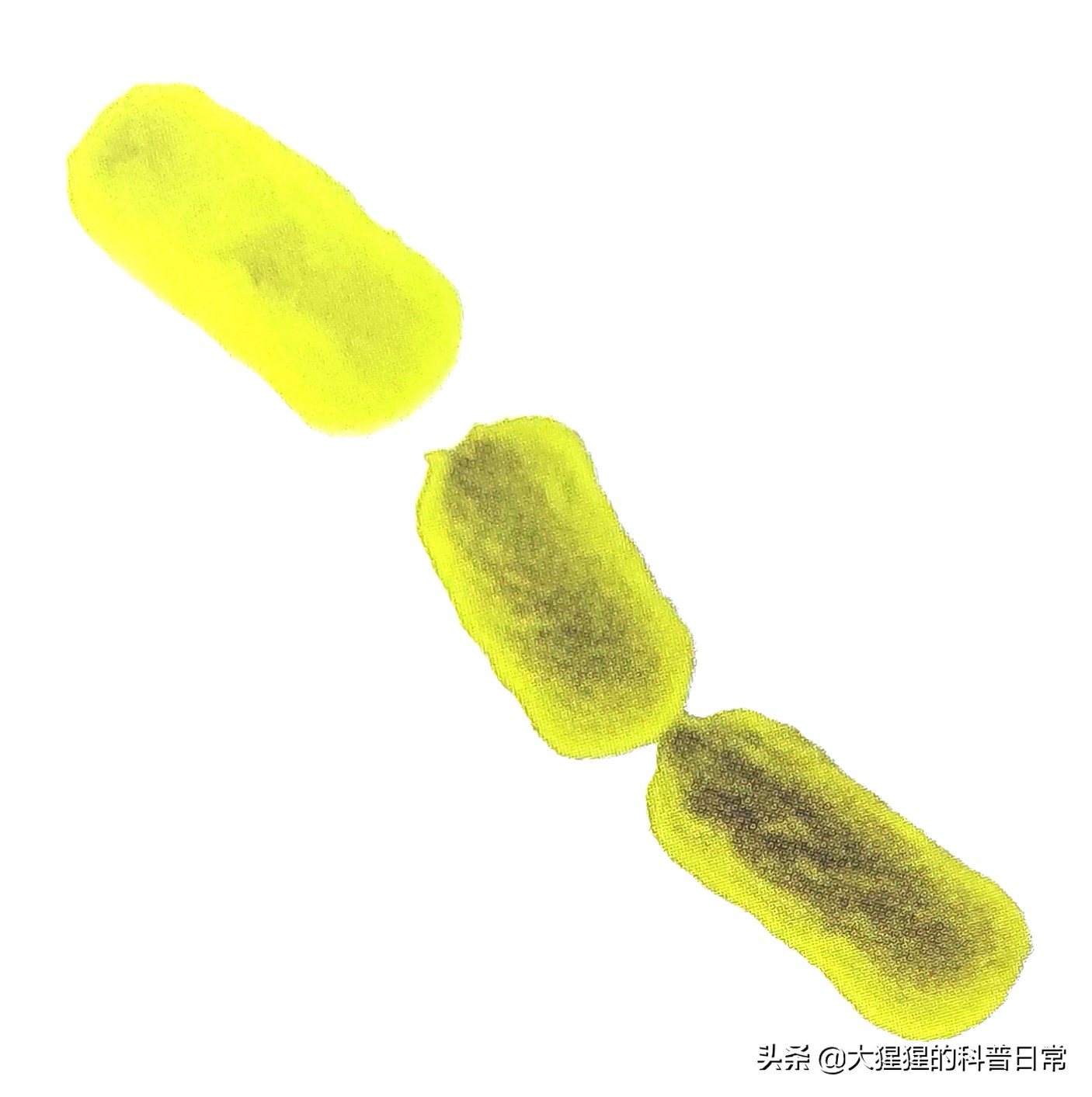 微生物原核生物,微生物照片原核生物