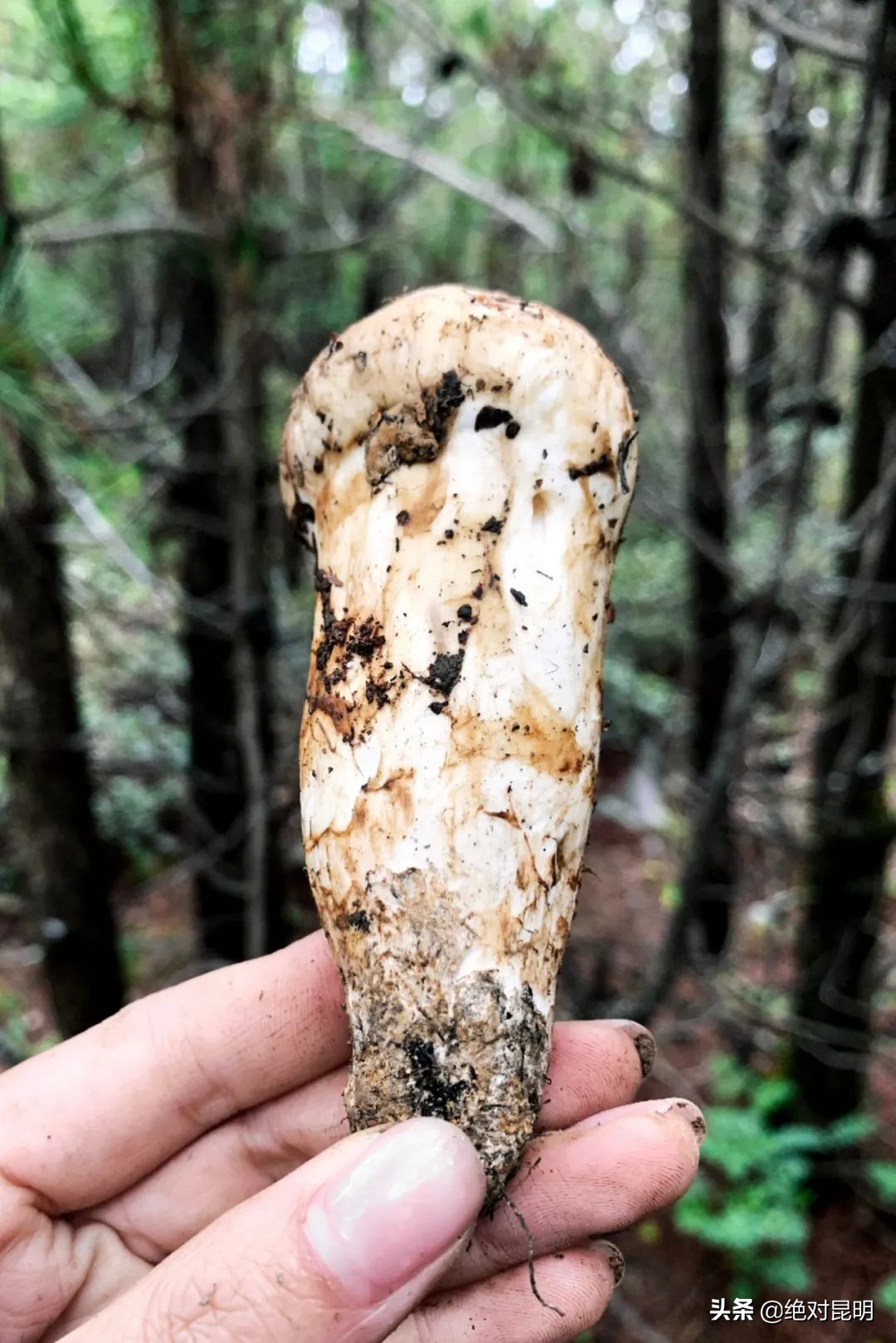 她带西班牙大厨上山捡菌，回昆明后煲出美味红菇汤