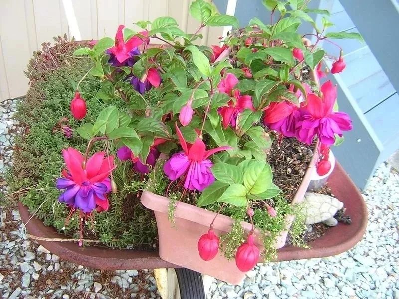 花朵颜值特别高的盆栽倒挂*钟金**，夏天容易挂掉，有什么办法挽救？