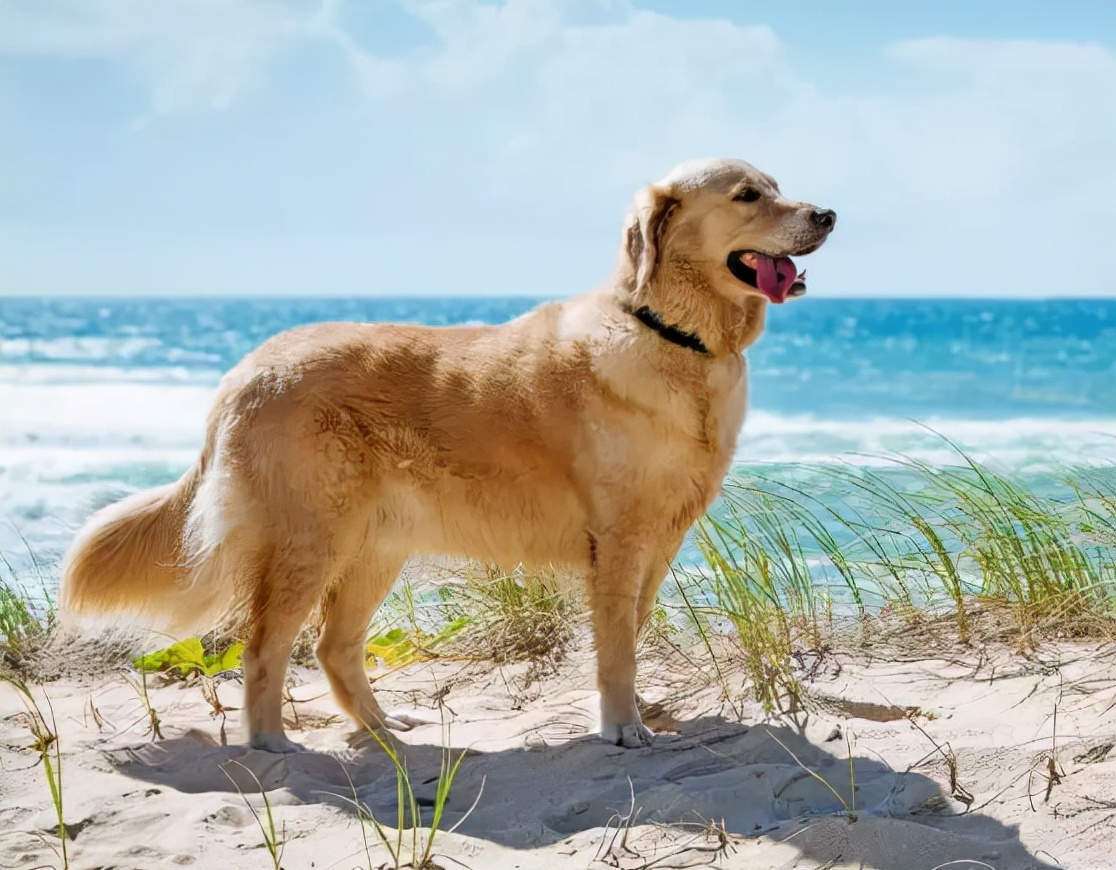 什么狗长不大又可爱便宜,世界上最可爱的狗品种图片