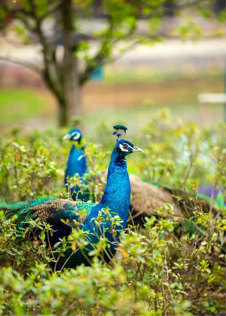 不用去维多利亚！南京溧水惊现布查特花园，文艺值爆表！
