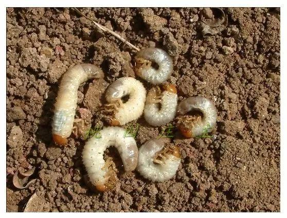 桃园地下害虫怎么治,桃园瓢虫的治理