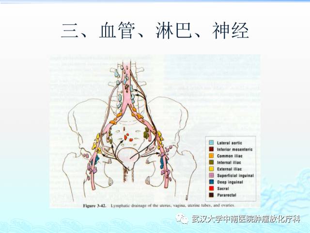 女性盆腔解剖与断层影像
