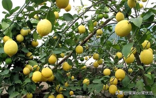 四川安岳黄柠檬现摘皮薄多汁,安岳黄柠檬大果1斤新鲜柠檬现摘