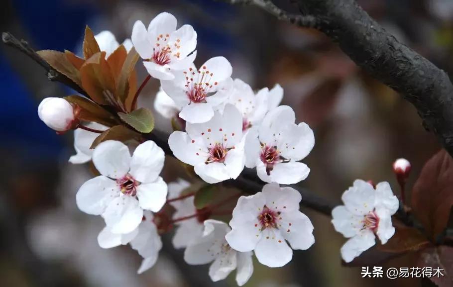 海棠春睡，樱花如雪，两种花卉如何辨识区别？
