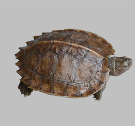 水龟母断尾是否影响繁殖,断尾水龟还能繁殖吗