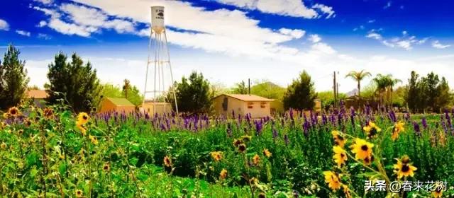 园林景观种树成活率高的方法,园林种植如何提高存活率