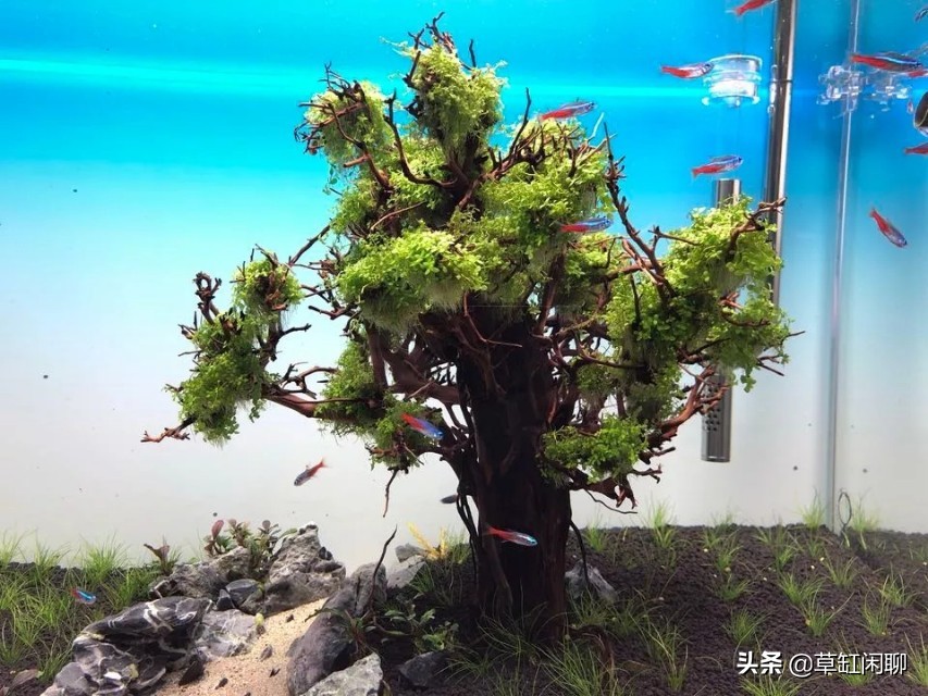 草缸造景新手入门,造景为什么一定要沉木或者杜鹃根