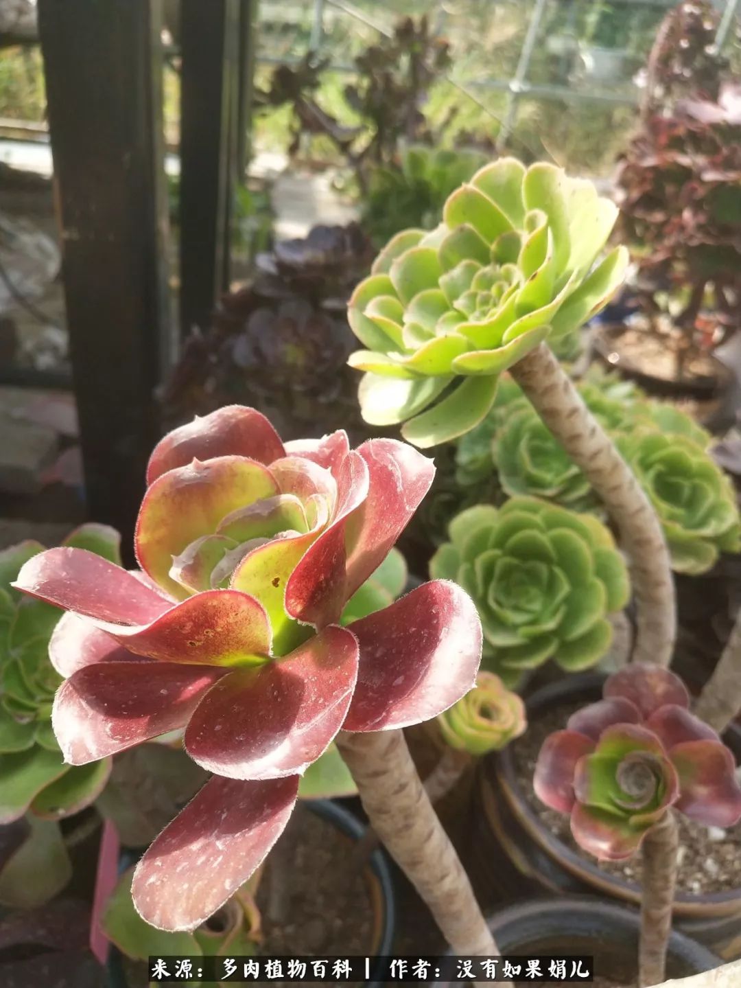 明人不说暗话，我为多肉而来！