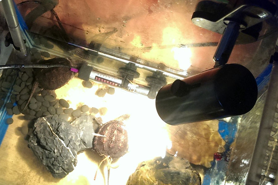 乌龟中暑了会自己好吗,乌龟暴晒中暑