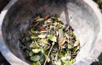 菊花虫害图片与防治视频,如何培植菊花盆栽