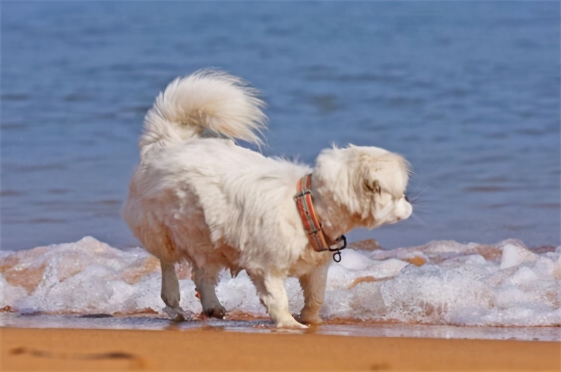 狗狗走丢怎么找,狗狗走丢了一般会躲在这6个地方