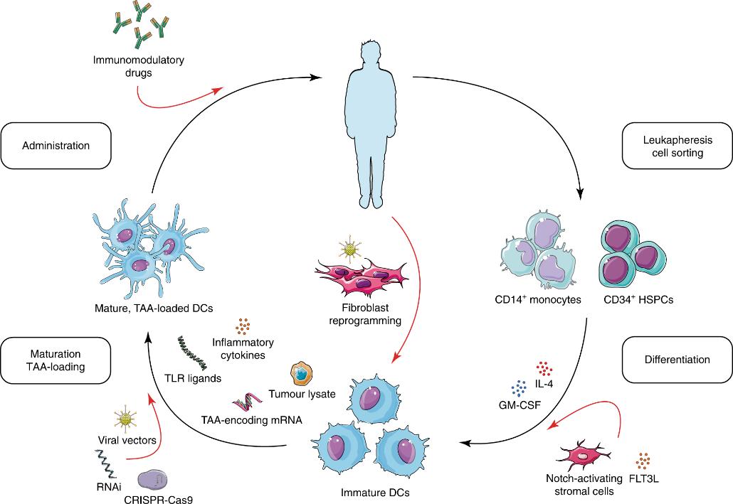 nk细胞免疫疗法治疗亚健康,nk免疫细胞与化疗有区别吗