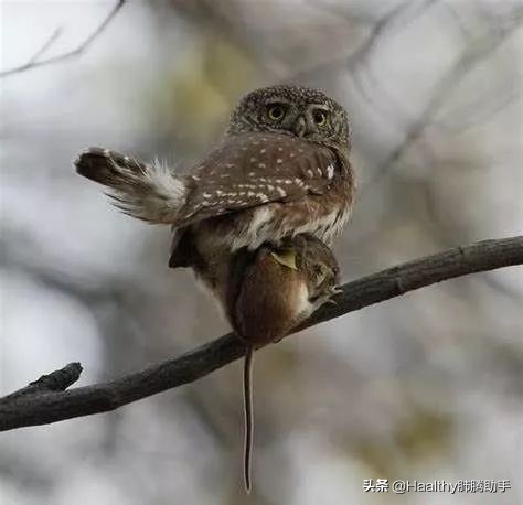 戒不掉垃圾食品,戒不掉的十种食物