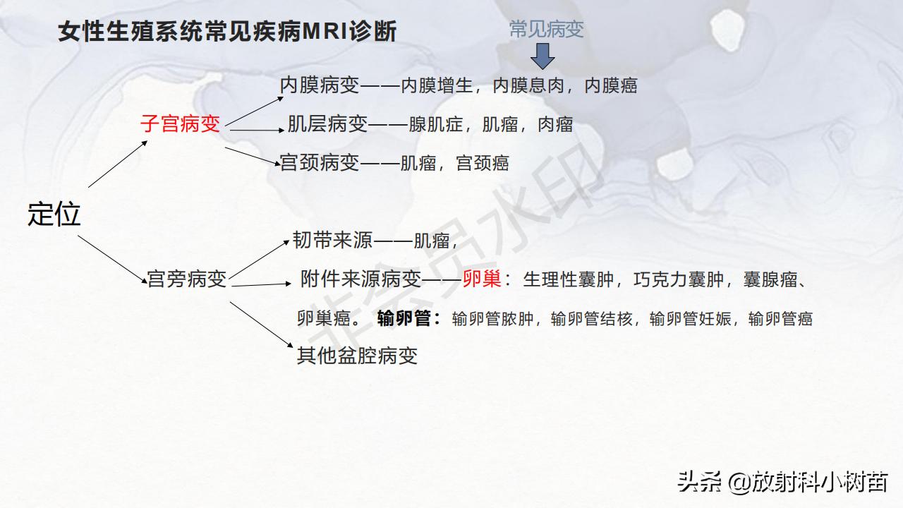 女性盆腔mri解剖图谱,泌尿生殖系统x线解剖
