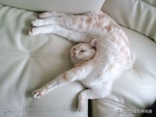 猫咪是一种特殊的液体你知道吗,猫咪为什么是液体形成的