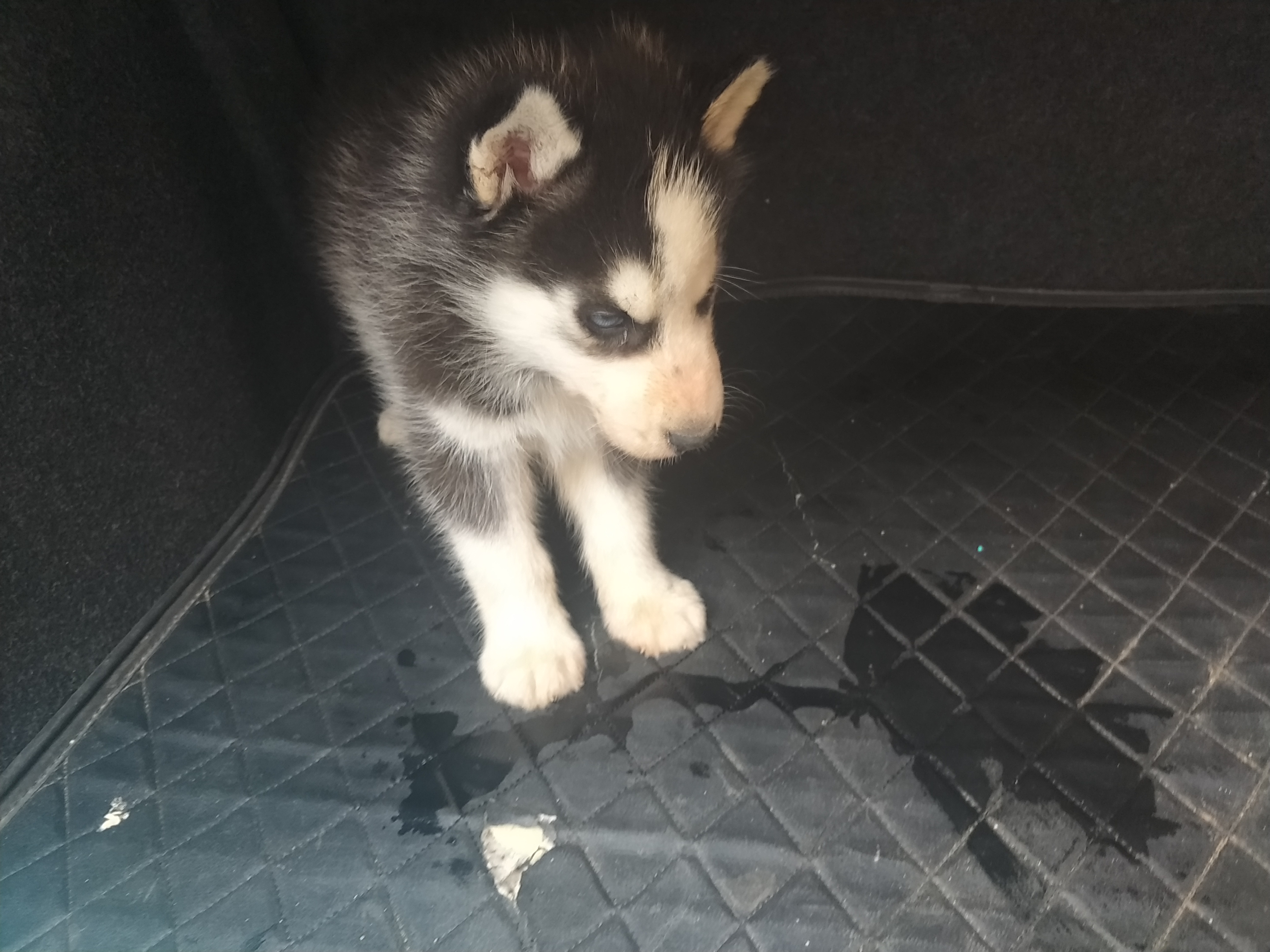 开封四大狗市排名,四种公认最好的狗市