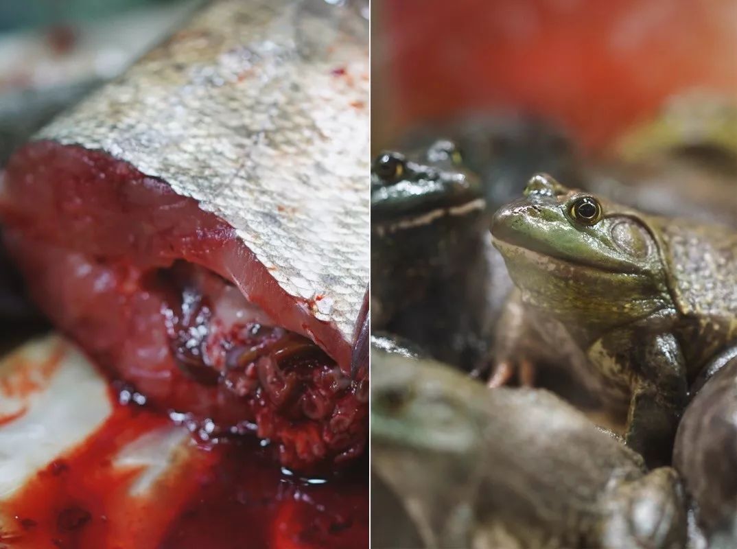 可食用蛙类,可食用蛙类有几种类型