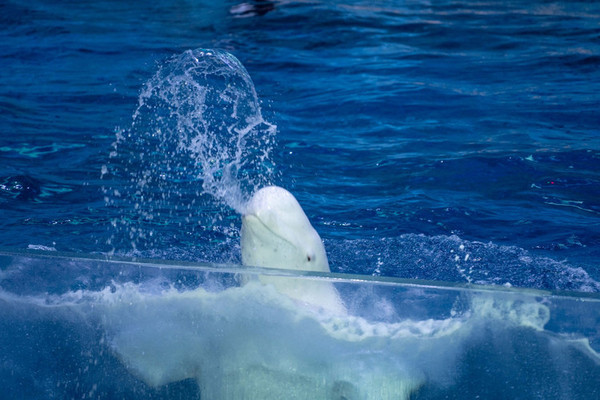 珠海长隆旅游攻略一天自由行,珠海长隆旅游攻略三天自由行