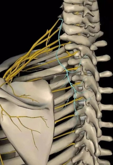颈肩背部不舒服会不会是脑部问题,肩颈痛是不是颈椎病引起的
