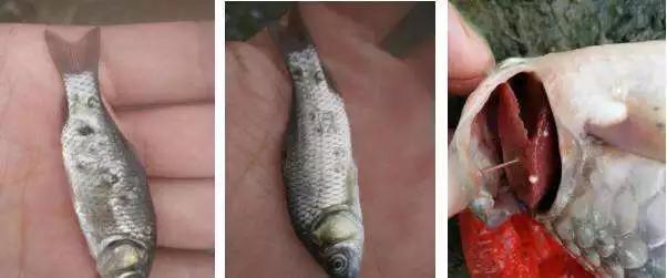 鲫鱼孢子虫水产养殖最佳治疗方法,鲫鱼孢子虫的防治方案