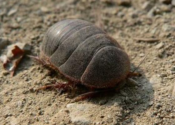 2022年土元养殖前景,土元养殖技术视频