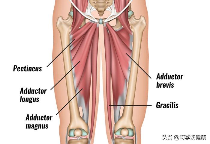 腹股沟拉伤康复训练计划,内收肌和腹股沟拉伤有什么区别
