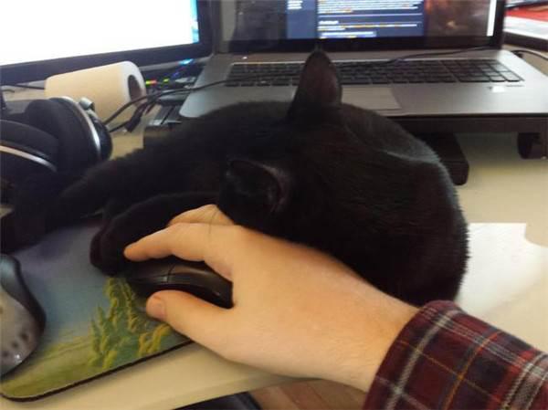 猫咪妨碍你工作求你跟他玩,猫咪打扰你工作怎么办