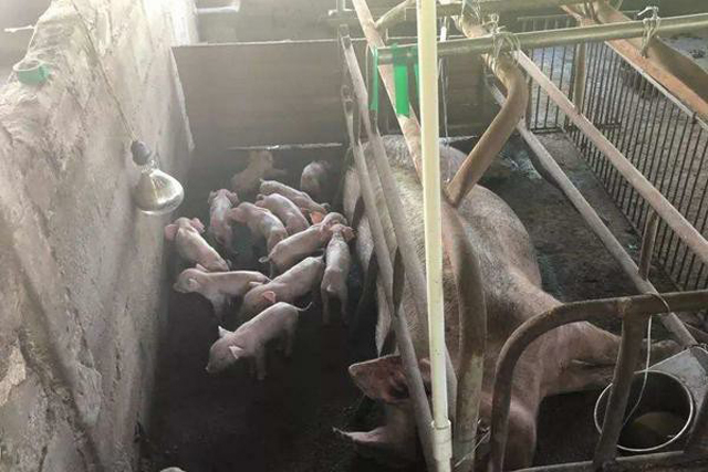 母猪下崽的正确方法视频,母猪下崽的绝招