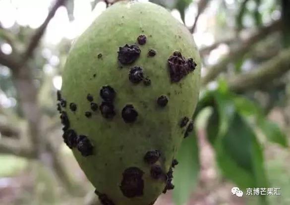 芒果角斑病能彻底治愈吗,芒果角斑病是怎样引起的