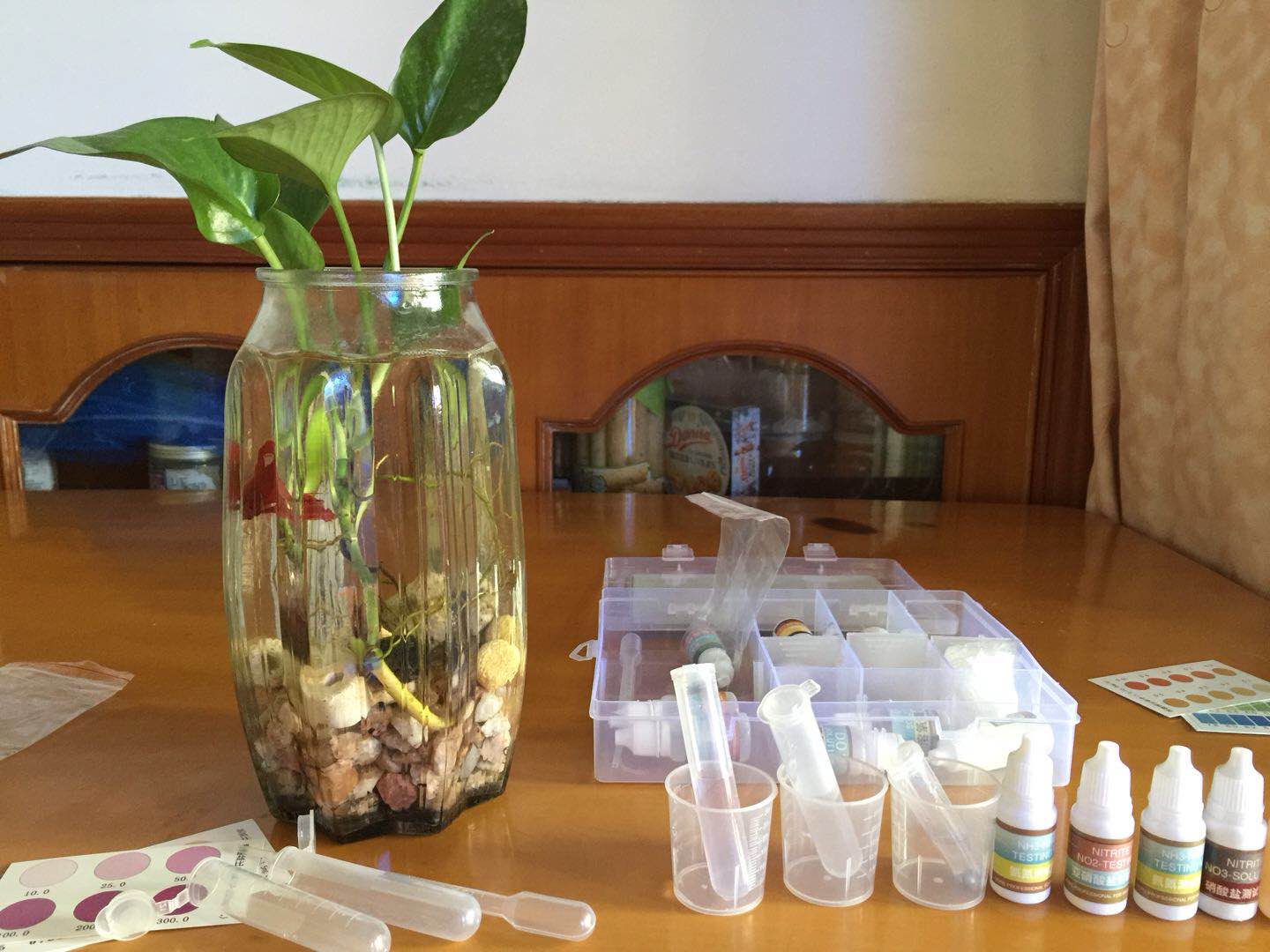 只要一点水就可以养活的植物,绿萝养斗鱼