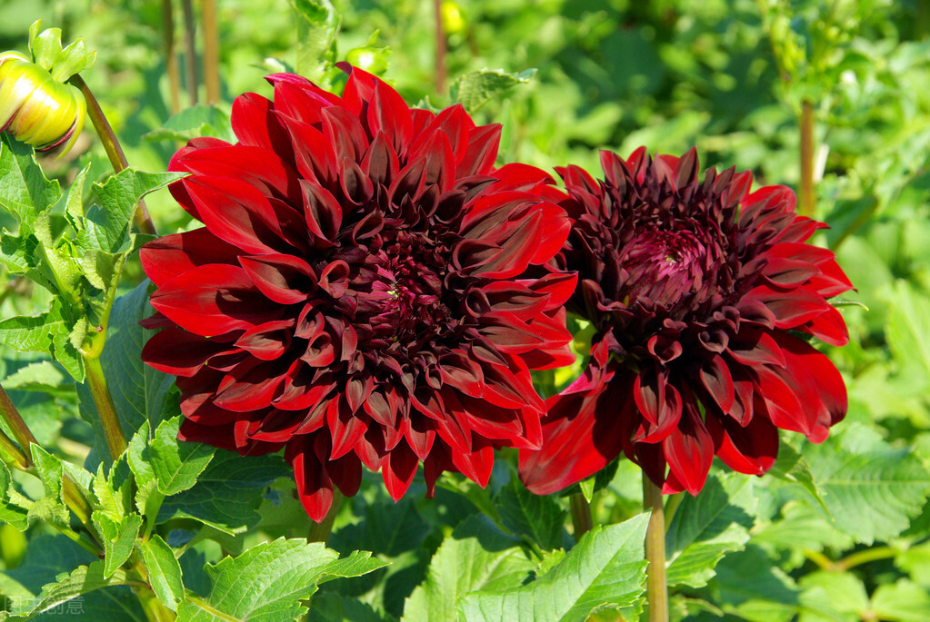 认识的100种花,室内五种好看的花卉