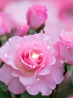 水中花郁可唯简谱动态谱,动态水中花歌词壁纸