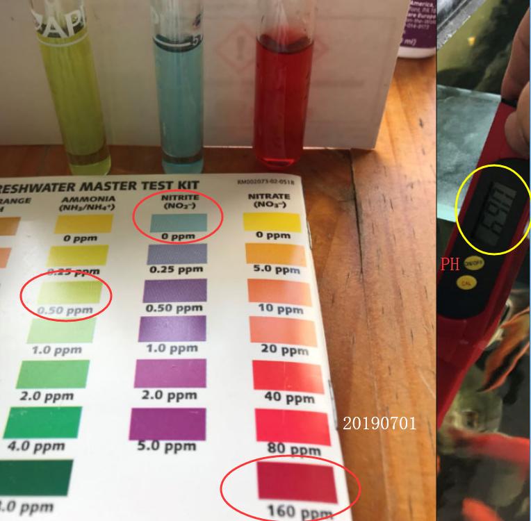 鱼缸不换水硝酸盐怎么处理,鱼缸爆氧可以减少硝酸盐吗