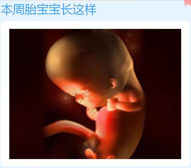 孕期10周胎儿是怎样的,10周孕妇关注事项大全