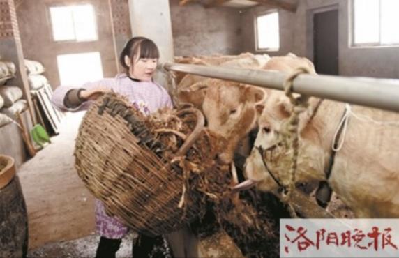 95后姑娘大山养牛,洛阳郭文瑞养牛视频