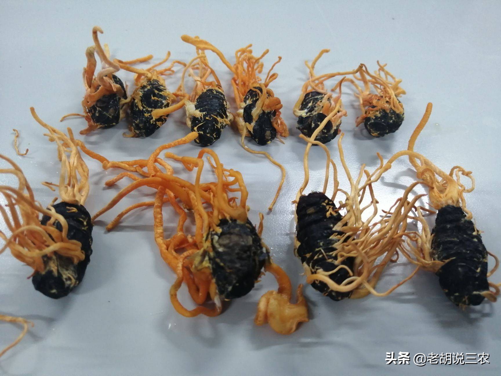 曾经被炒到天价的文玩,曾经被炒得高价的东西